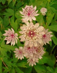 2013-08-18_Regina-F-Rau_Schachen_Blumen  (005).JPG